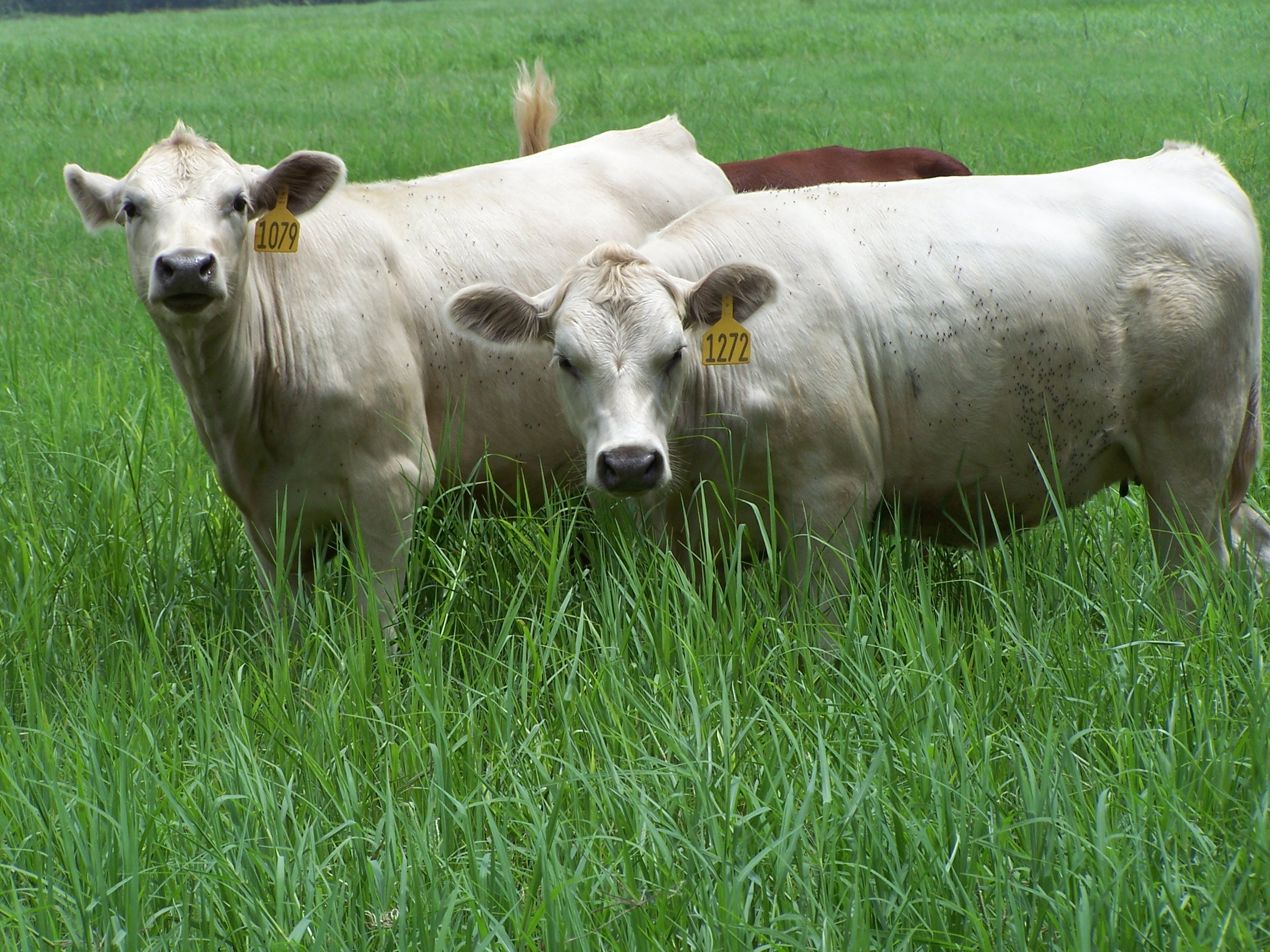 Hair, Hide Color, Heat, and Humidity – Connecting the Four H’s of Florida Cattle Production