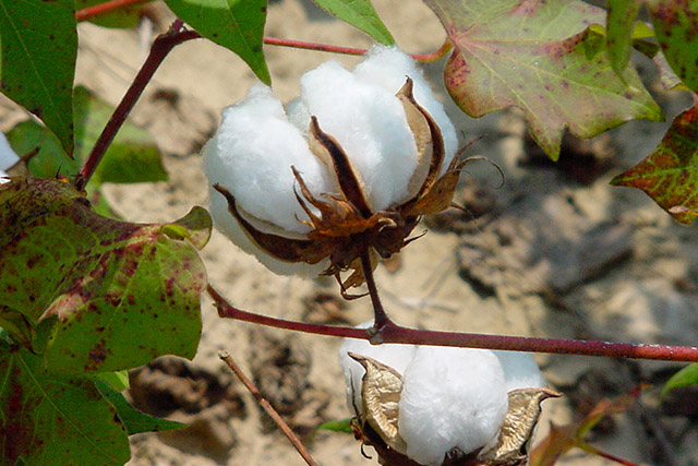 2021 On-Farm Cotton Variety Test Results From the Panhandle and Tri-States Region