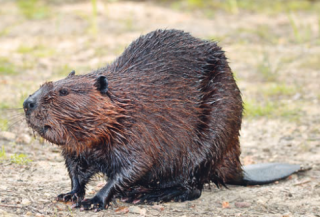 Beavers – Engineering Marvel or Farmer’s Frustration