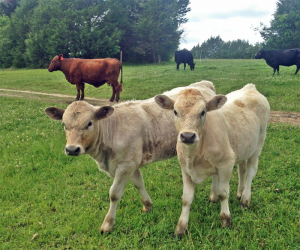 At What Weight Should I Sell My Feeder Calves? | Panhandle Agriculture