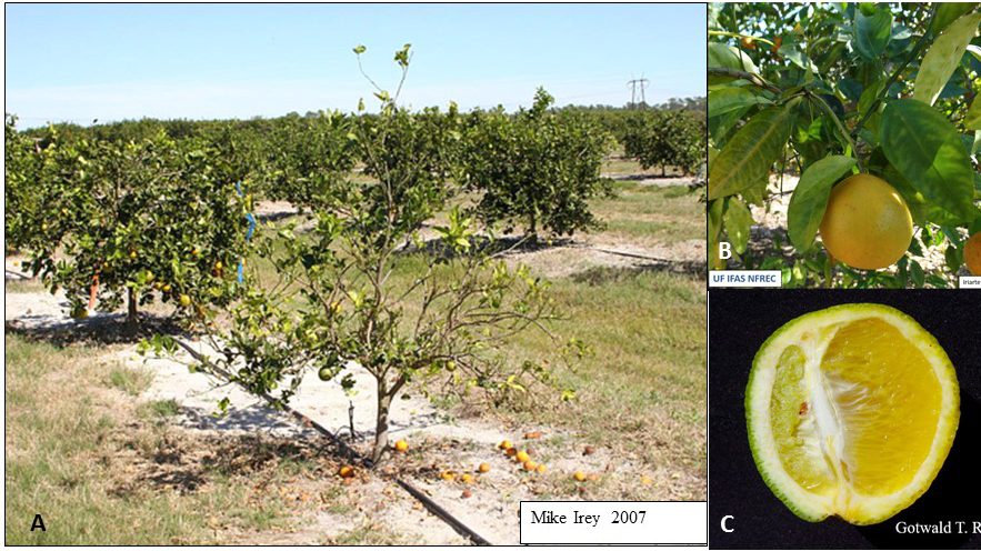 Disease Alert:  Citrus Greening and Asian Citrus Psyllids found in the Panhandle
