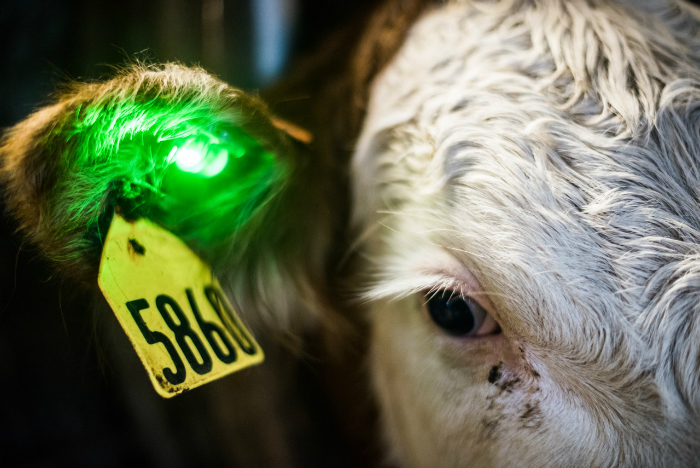 Friday Feature: Ear Tags that Identify Sick Cattle