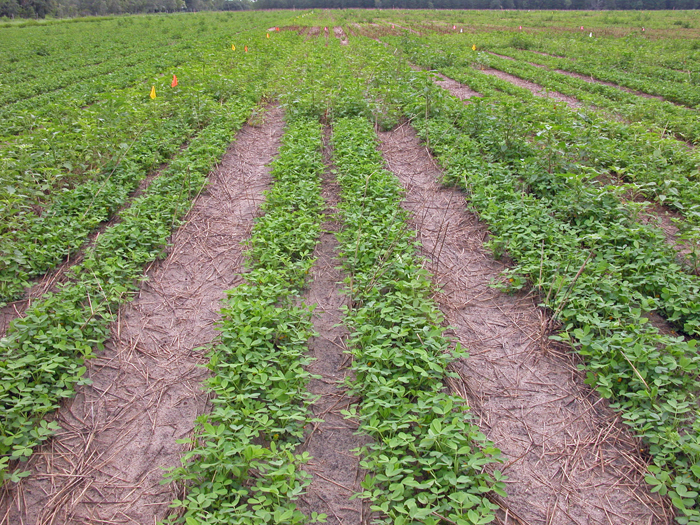 The How and Why of Preemergence Herbicide Incorporation for Row Crops