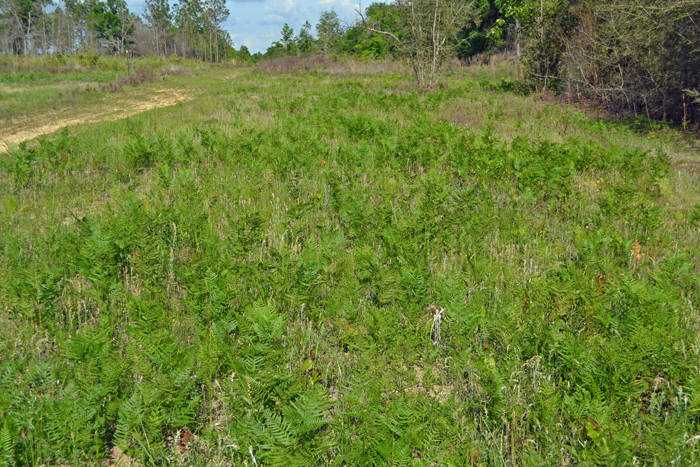Converting from Pines to Pastures?  Control Weeds before Planting
