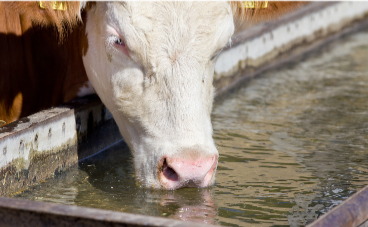 Friday Feature:  Water Quality Affects Cattle Performance