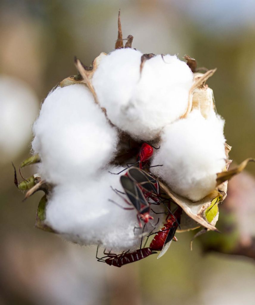 order of cotton stainer