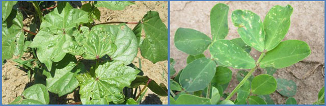 Control Options for Thrips in Peanuts and Cotton