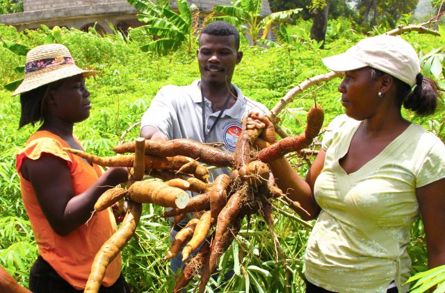 Cassava Roots