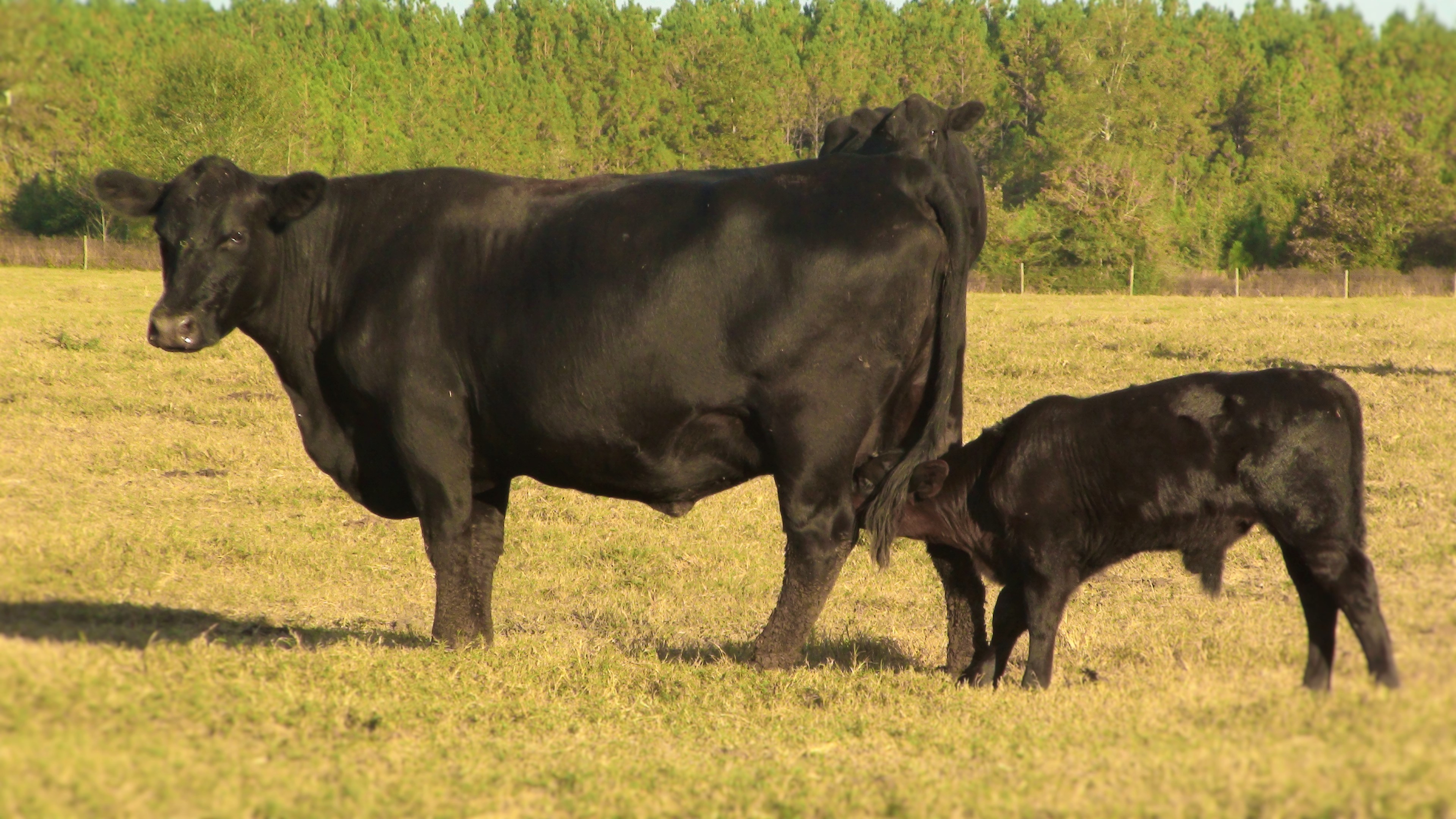 How Do I Legally Sell Beef from My Livestock Operation in Florida?