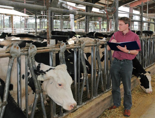 Dairy Cattle Conceived in Winter Perform Better