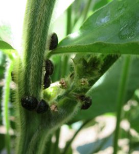 Scout Soybeans for Kudzu Bugs and Redbanded Stink Bugs | Panhandle ...