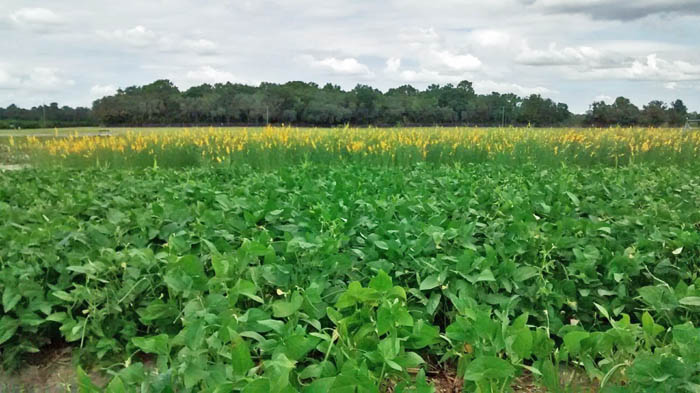 Late-summer Legume Cover Crops behind Corn | Panhandle Agriculture