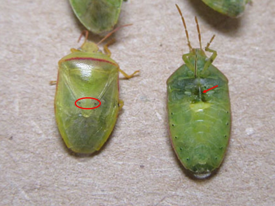 Scout Soybeans for Kudzu Bugs and Redbanded Stink Bugs