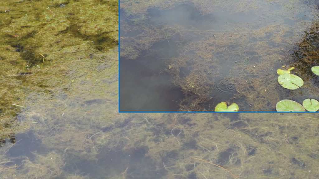 Tips for Successful Pond Weed Management Panhandle Agriculture