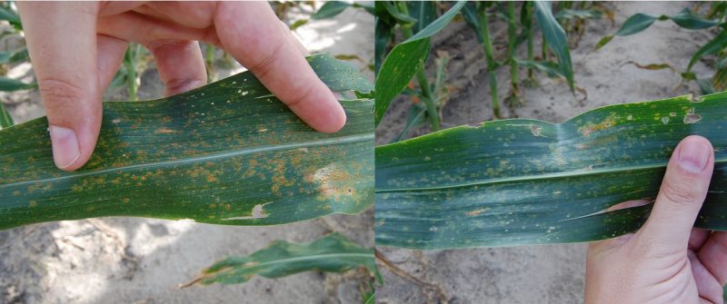 Southern Rust Identified in Corn – Be Vigilant & Scout