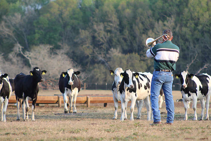 Friday Feature:  The Dairy Heifers that Love Trombone Music