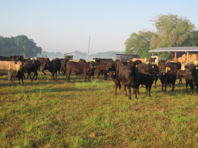 Atypical BSE Cow Confirmed in Alabama