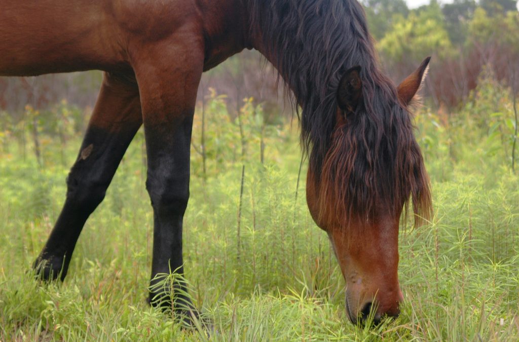 The Nature of the Beast – Understanding Horse Behavior