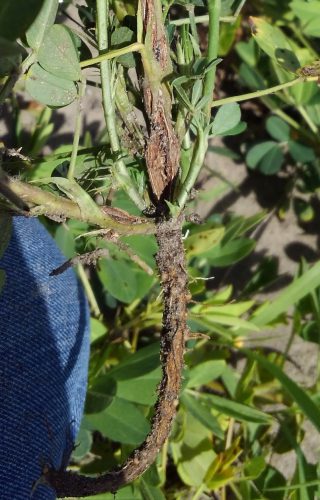 Diagnosing the Cause of Yellowing Peanut Fields