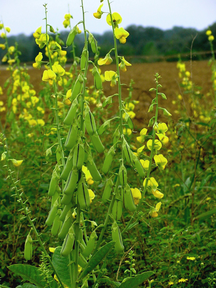 Weed of the Week: Showy Crotalaria
