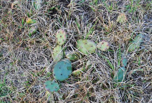 Controlling Prickly Pear after Pasture Establishment