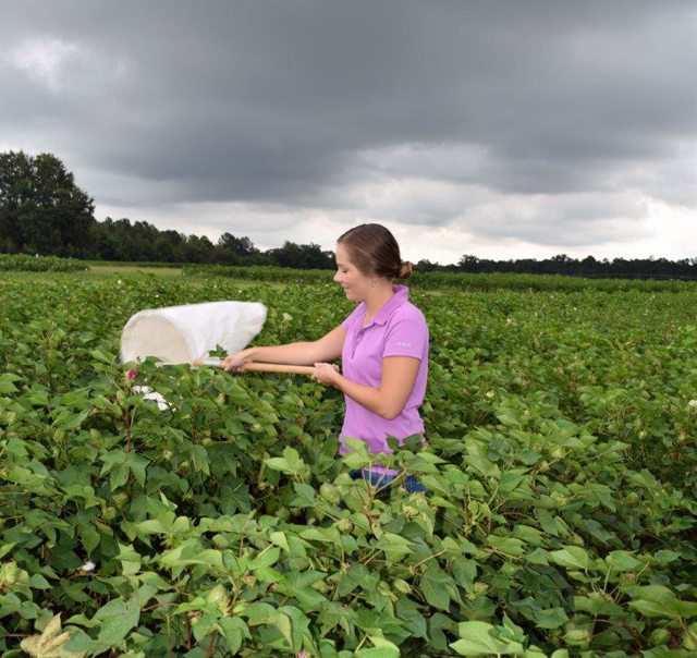 New Insect and Mite Control Guide for Florida Cotton Growers