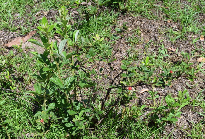 Fall Herbicide Applications are Best for Blackberry Control in Pastures