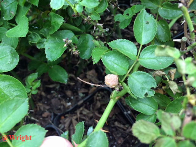 Rose Crown Gall Becoming More Prevalent in Florida | Panhandle Agriculture
