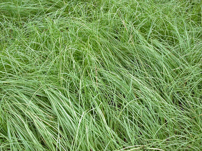 UF/IFAS Researchers are Studying Endophytes in Florida Pasture Grasses