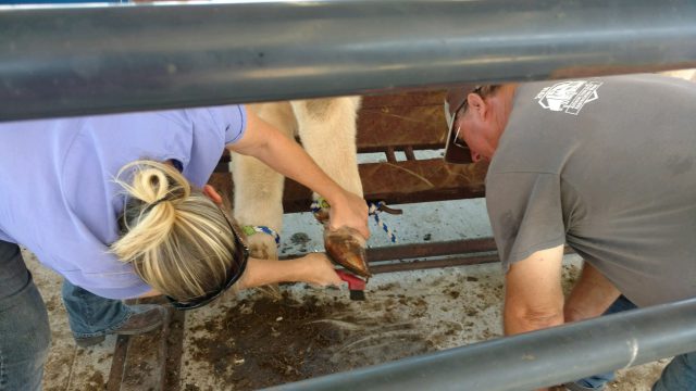 Evaluation of Feet & Legs Important for Cattle Longevity