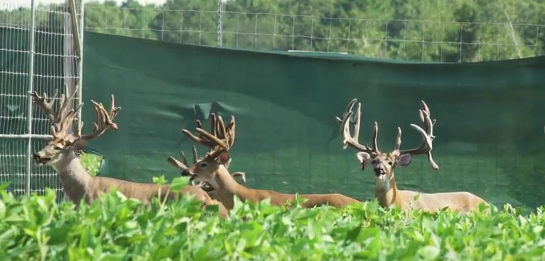 Friday Feature:  Deer Farming in the Panhandle