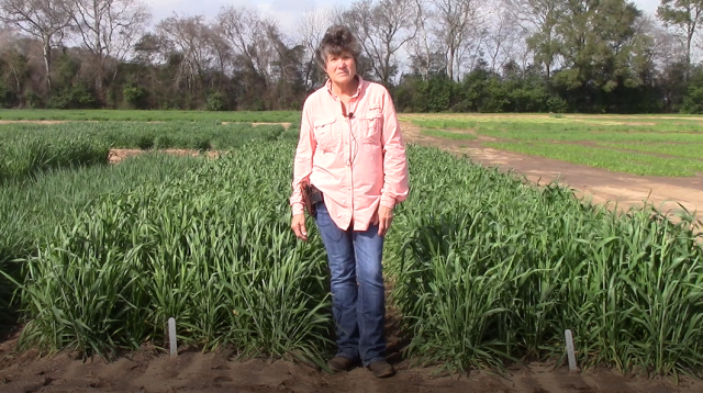 Featured Video:  Cool-Season Forage Plot Tour with Ann Blount