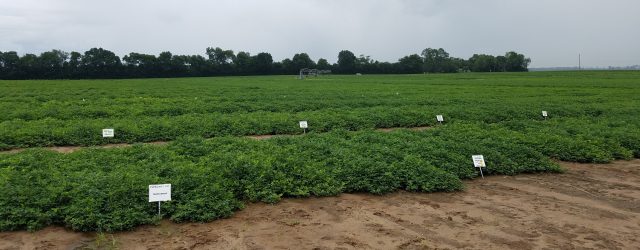 Fungicide Options for Peanut Producers due to the Expected Chlorothalonil Shortage in 2018