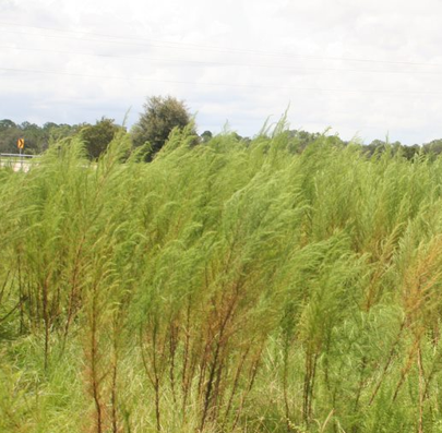 Weed of the Week: Dogfennel