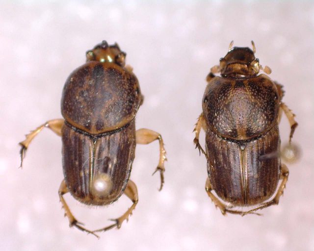 Euoniticellus Intermedius | Panhandle Agriculture