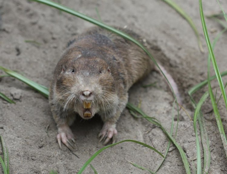 Controlling Pocket Gophers in Hay Fields