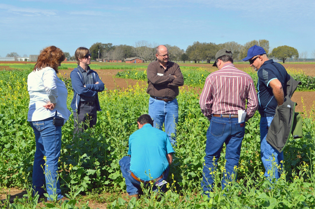 Scientists Share Latest Research and Production Tips at Carinata Field ...