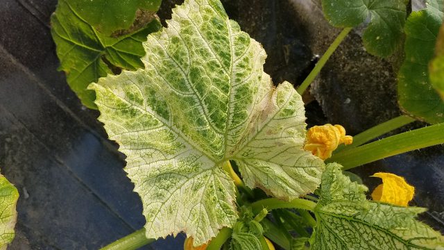 Virus Infections in Cucurbit Crops