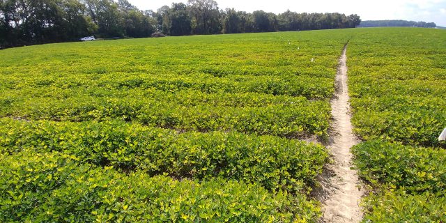 Cotton and Peanut On-Farm Nematicide Trial Preliminary Results