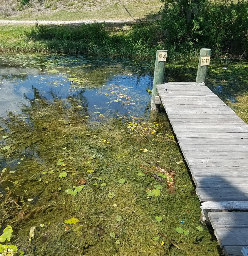 Grass Carp – A Biological Control to Manage Pond Weeds