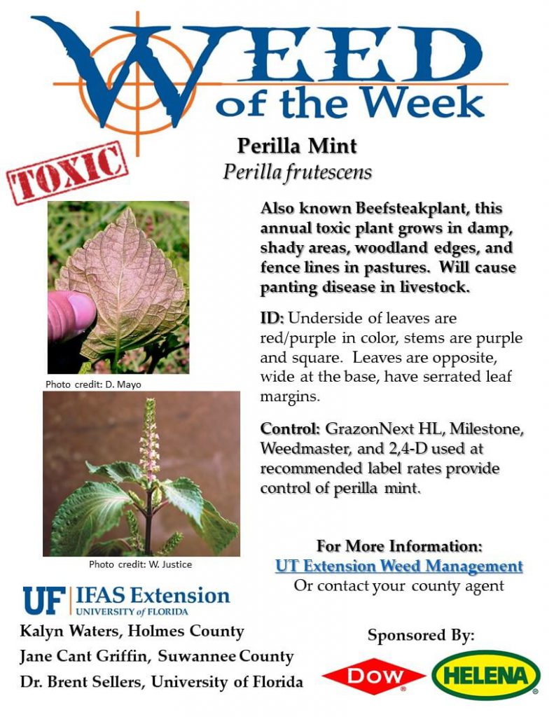 Weed of the Week Perilla Mint Panhandle Agriculture