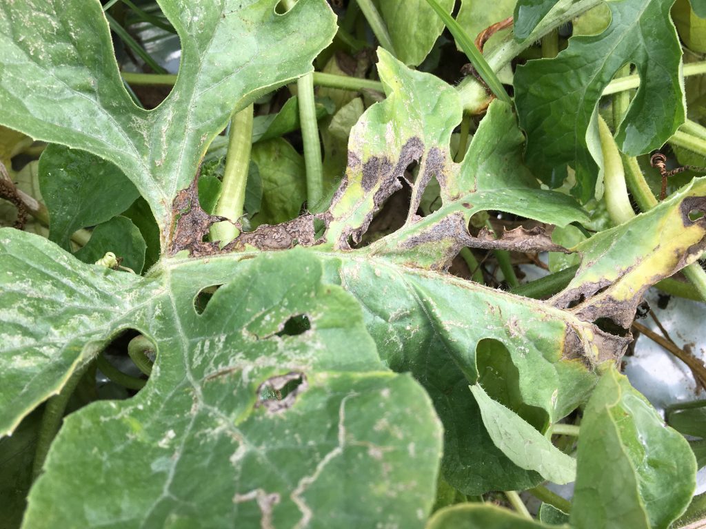 gummy stem blight | Panhandle Agriculture