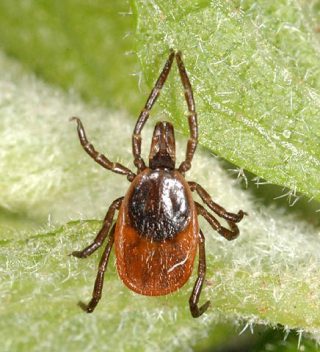 Ticks:  A Health Risk for Livestock and their Owners
