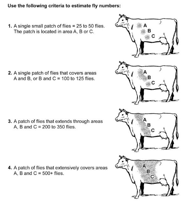 Fly Control Is Important For Cattle Herds Over The Summer Panhandle