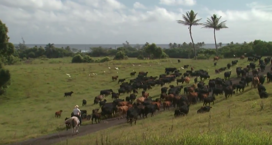 Friday Feature:  Cattle Ranching in Hawaii