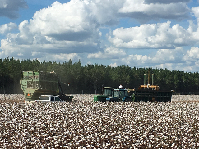 Foliar Fertilizer Applications for Cotton