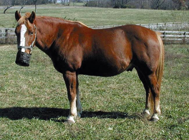 Managing Carbohydrates from Grazed Pastures for Horses with Metabolic Disorders