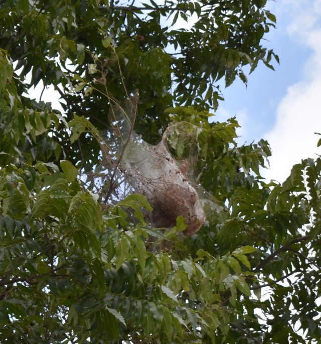 Fall Webworms Noticeable In Pecans As Summer Wains