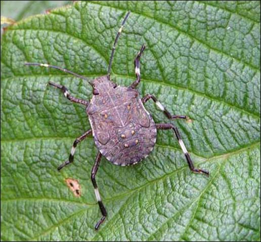 Fifth instar nymph of the brown marmorated stink bug