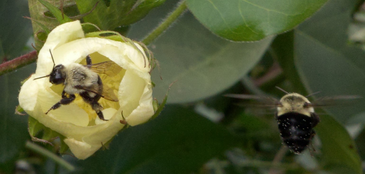 The Bumble Bee – One of Florida's Vital Pollinators   Panhandle ...